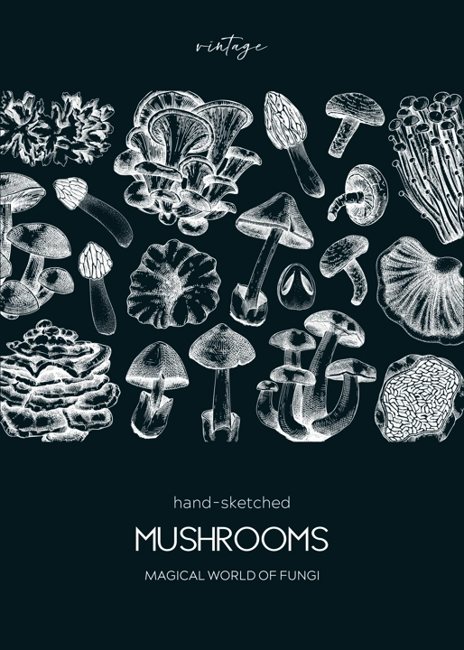 Mushroom hand drawn illustration on chalkboard. Autumn forest trendy background for recipe, menu, card, package, packaging, print. Vintage mushroom sketches. Botanical vector design tempalte